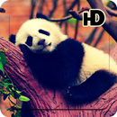 APK Baby Panda's Wallpaper Full HD 2k18