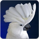 The White Cockatoo Sound: Umbrella Cockatoo Sounds APK