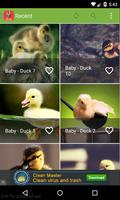 Baby Animals Wallpapers 포스터