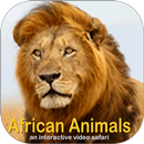 African Animals Video Safari APK