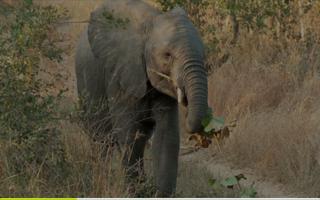 African Animals Video Safari स्क्रीनशॉट 2