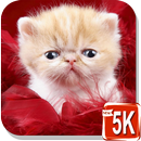Baby Cat Wallpapers APK