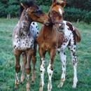 Baby Horses Pictures APK