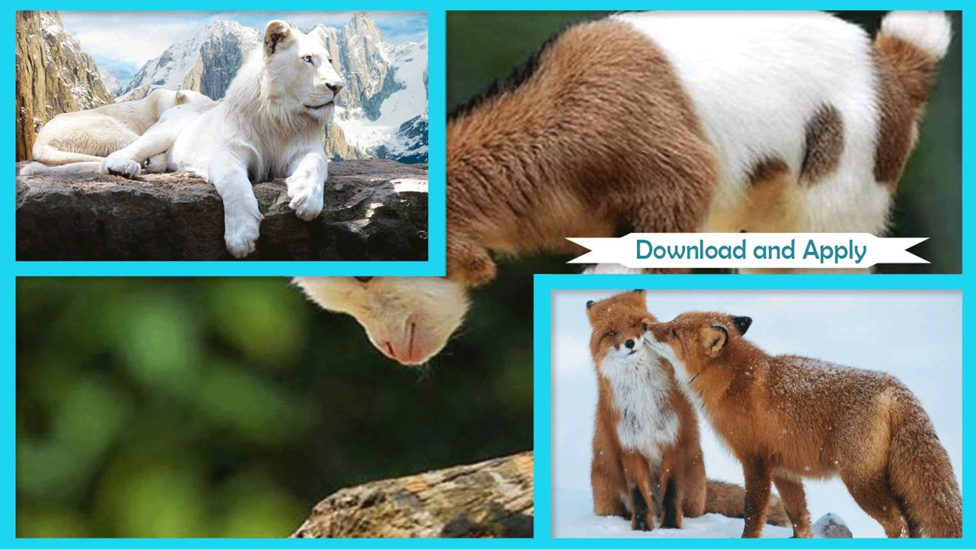 Populer Download Aplikasi Gambar Binatang  Lucu  Goodgambar