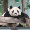 ”China Panda Wallpaper