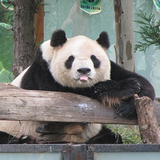 China Panda Wallpaper ícone