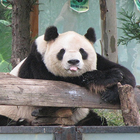 China Panda Wallpaper icono