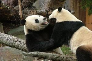 China Panda Wallpaper captura de pantalla 3