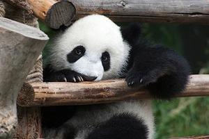 China Panda Wallpaper পোস্টার