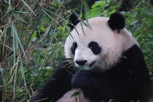 China Panda Wallpaper স্ক্রিনশট 2