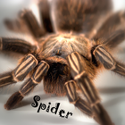 Spider Wallpaper LWP icono