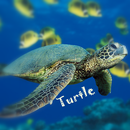 Turtle Wallpaper APK