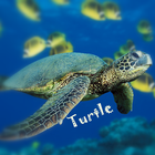 Turtle Wallpaper biểu tượng