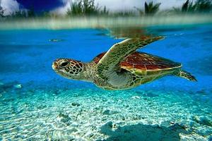 برنامه‌نما Turtle Wallpaper عکس از صفحه