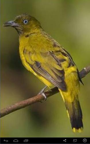 Kicau Burung Samyong For Android Apk Download