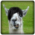 Llama Sound Clips