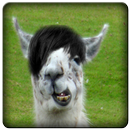 Llama Sound Clips APK