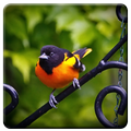 Oriole Bird Songs