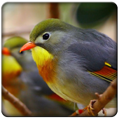 Pekin Robin Vs Pancawarna For Android Apk Download