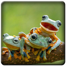 Sound of Frog APK
