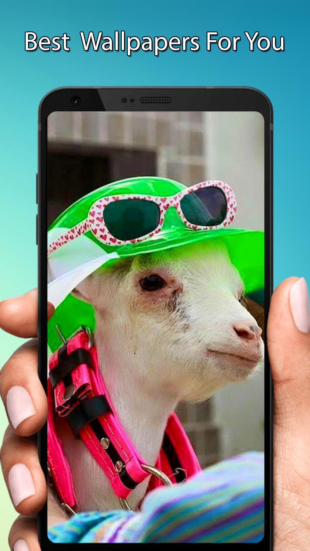 Bakra Eid Wallpaper HD 2018, Background Wallpapers APK for Android Download Bakra Eid Wallpaper HD 2018, Background Wallpapers APK for Android Download