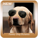 Funny Dog Pictures APK
