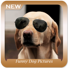 Funny Dog Pictures icon