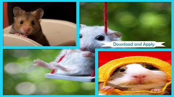 Hamster Wallpapers gönderen