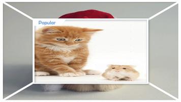 برنامه‌نما Hamster Wallpapers عکس از صفحه