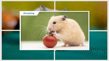 برنامه‌نما Hamster Wallpapers عکس از صفحه