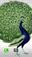 Peacock Wallpapers poster