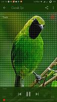 Koleksi Master Kicau Burung captura de pantalla 3