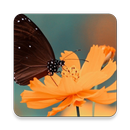 mp30quran القرآن الكريم صوت بد APK