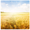 Meditation for Abundance