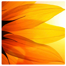 48 Good Morning Affirmations APK