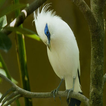 Kicau Burung Jalak Bali