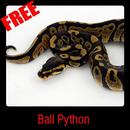 Ball Python APK