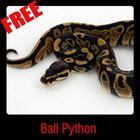 Ball Python icône