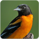 Baltimore Oriole Bird Sound: Baltimore Oriole Song APK