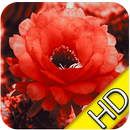 Blossom Flower Wallpaper APK