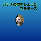 バナナの皮をしょったマルチーズ icono