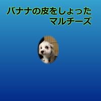 バナナの皮をしょったマルチーズ screenshot 1