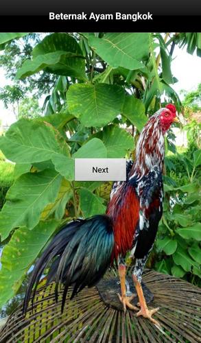 Beternak Ayam Bangkok For Android Apk Download