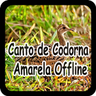 Canto de Codorna Amarela Offline иконка