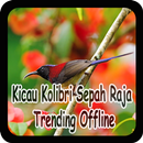 Kicau Kolibri Sepah Raja Trending Offline APK