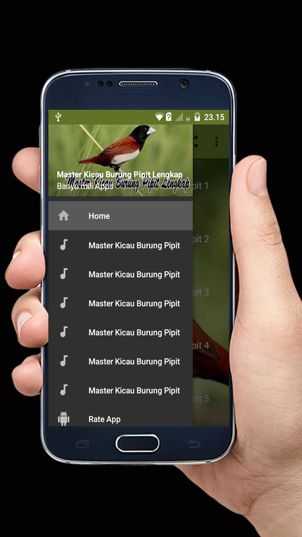Master Kicau Burung Pipit for Android - APK Download