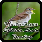 Master Kicau Sikatan Londo Trending ไอคอน