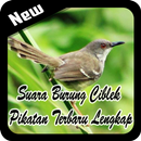 Suara Burung Ciblek Pikatan Terbaru Lengkap APK