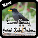 Suara Burung Jalak Kebo Terbaru APK