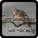 Suara Burung Tekukur Juara Pikat mp3 APK